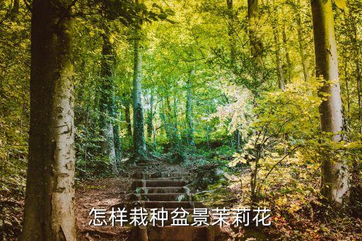 怎樣栽種盆景茉莉花