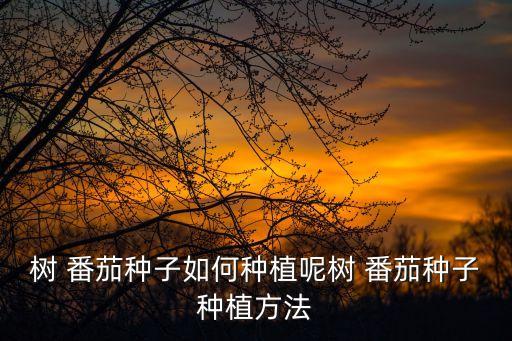 樹番茄,這些番茄的種子來自印度