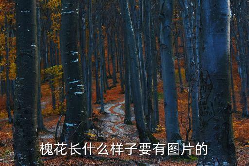 地榆圖片,鼠尾草地榆各一份熬成一升服用