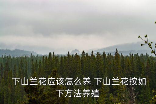  下山蘭花應該怎么養 下山蘭花按如下方法養殖