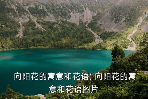 向陽花花語,朝陽花的意義和花語