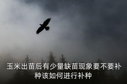 玉米苗,春節前播種玉米苗優點多多不必補種