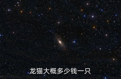 龍貓大概多少錢一只