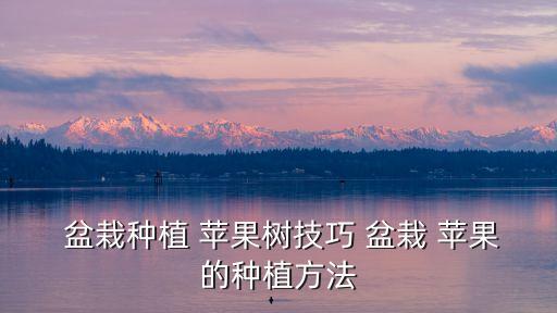 盆栽種植 蘋果樹技巧 盆栽 蘋果的種植方法