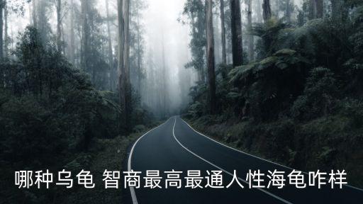 哪種烏龜 智商最高最通人性海龜咋樣
