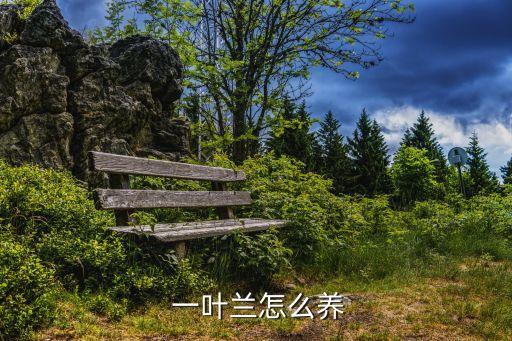 一葉蘭,一葉蘭花四季綠色耐蔭性強(qiáng)盆栽培養(yǎng)