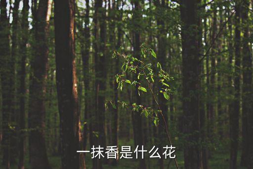 一抹香，一抹香是什么花