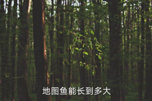  地圖魚能長到多大