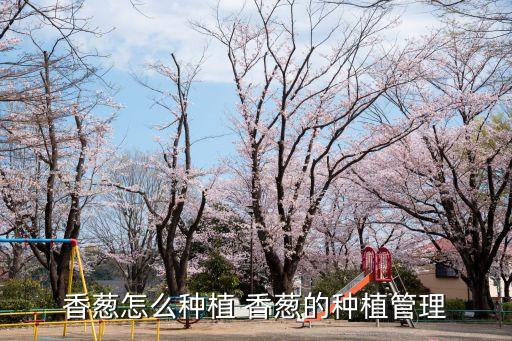 香蔥的種植方法和時間，香蔥怎么種植 香蔥的種植管理