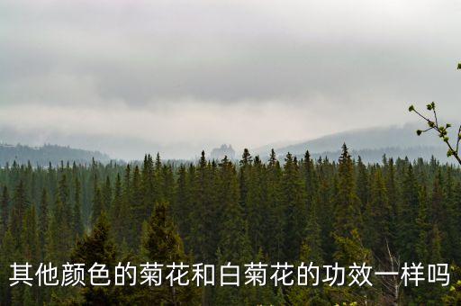 其他顏色的菊花和白菊花的功效一樣嗎