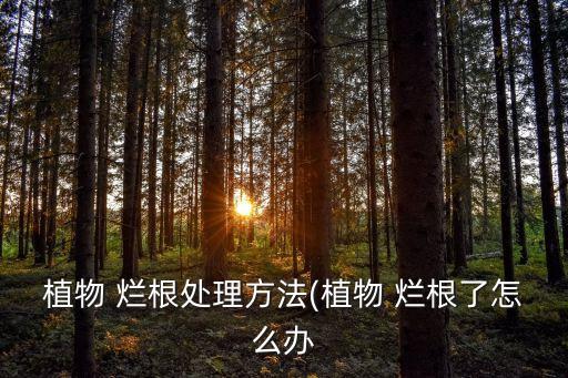 爛根,變葉木爛根怎么辦?