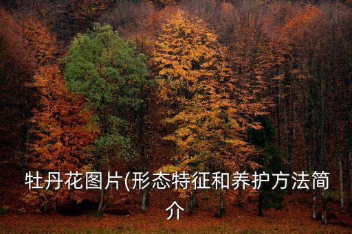  牡丹花圖片(形態特征和養護方法簡介