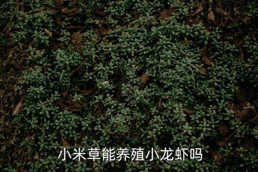  小米草能養殖小龍蝦嗎