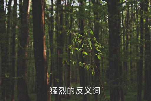 猛烈的反義詞，猛烈的反意詞是什么