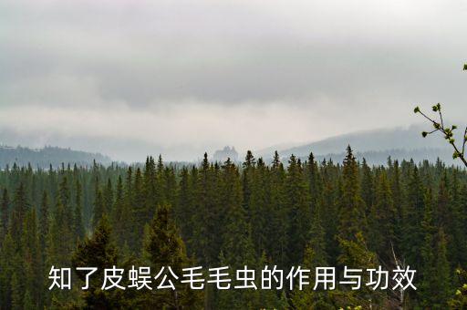 知了皮蜈公毛毛蟲的作用與功效