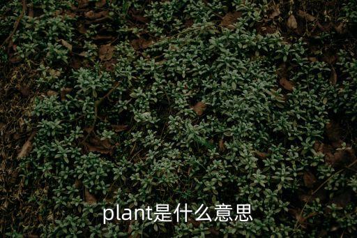 plant是什么意思