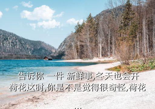  告訴你 一件 新鮮事,冬天也會開荷花這時,你是不是覺得很奇怪,荷花...
