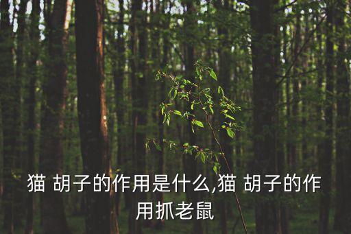 貓 胡子的作用是什么,貓 胡子的作用抓老鼠