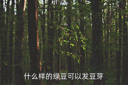 綠豆芽,綠豆芽怎么發芽?