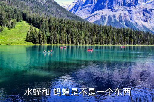 螞蝗水蛭,水蛭和螞蟻是同一物種的不同名稱