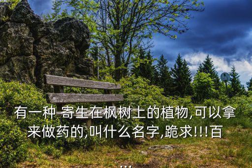 楓寄生
