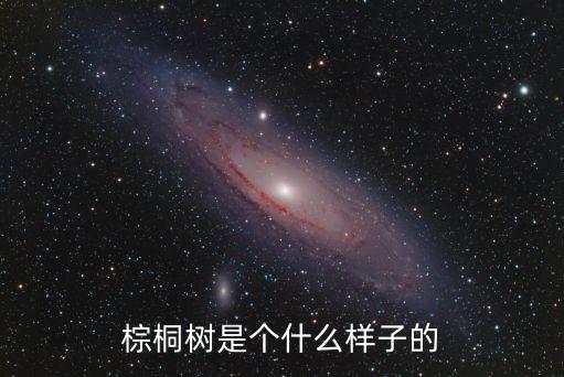 棕桐樹，請問誰知道有關棕桐的一些資料急謝謝