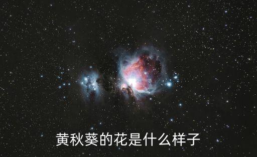 黃秋葵花，黃秋葵的花是什么樣子