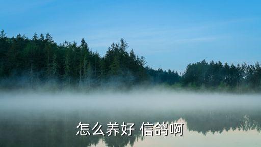 信鴿怎么養,養鴿注意事項:傳統養殖方式無法產生經濟效益
