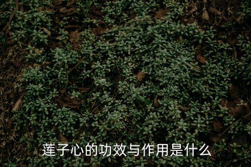 蓮子芯的功效與作用,蓮子芯有助治療便秘和降血壓