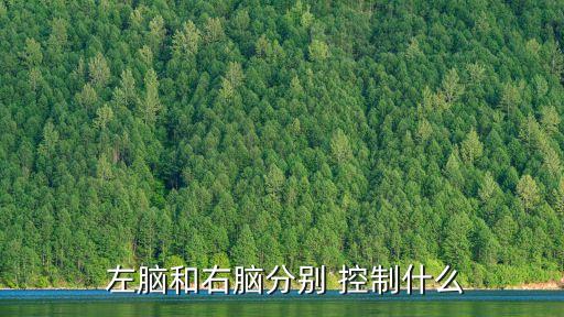 左腦控制什么,腦科學家:左腦偏好語言和邏輯思維