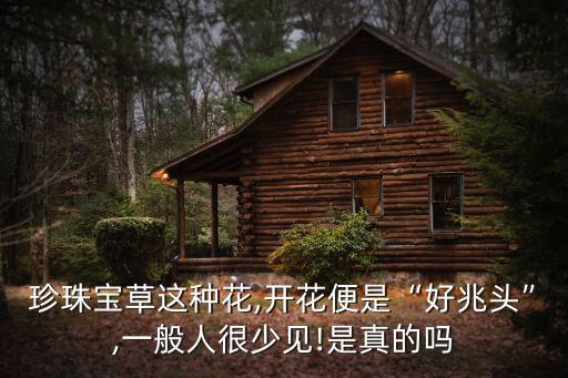 珍珠寶草這種花,開花便是“好兆頭”,一般人很少見!是真的嗎