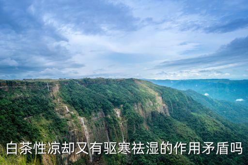 白茶好處，白茶性涼卻又有驅寒祛濕的作用矛盾嗎