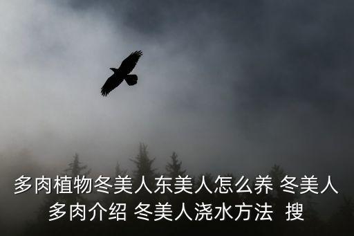 多肉植物冬美人東美人怎么養(yǎng) 冬美人多肉介紹 冬美人澆水方法  搜