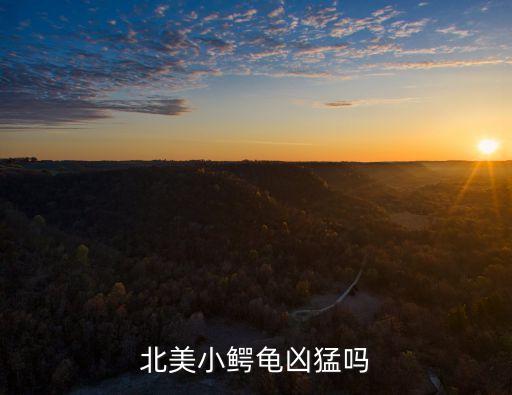 北美小鱷龜，北美小鱷龜兇猛嗎
