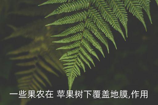 蘋果樹下,地膜覆蓋可提高肥沃土壤的溫度