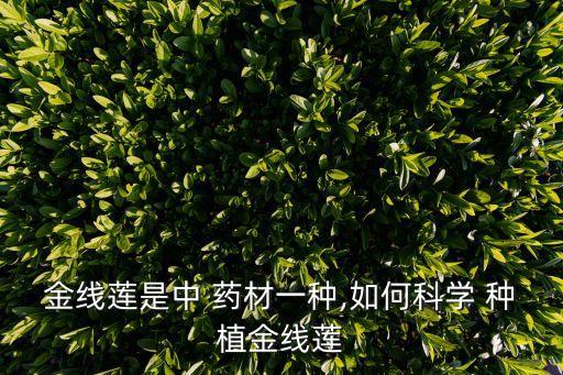金線蓮是中 藥材一種,如何科學 種植金線蓮