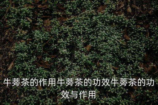 牛蒡茶的功效，牛蒡茶的作用牛蒡茶的功效牛蒡茶的功效與作用