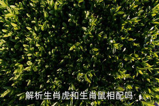 解析生肖虎和生肖鼠相配嗎
