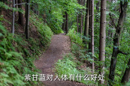 紫甘藍(lán)的功效與作用，紫甘藍(lán)對人體有什么好處