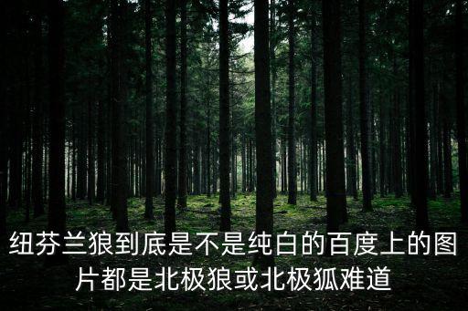 紐芬蘭狼到底是不是純白的百度上的圖片都是北極狼或北極狐難道