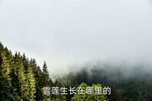 雪蓮,新疆雪蓮生長緩慢需4~5年才能開花結果