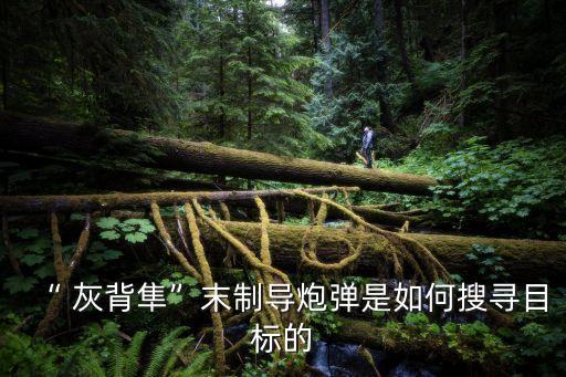 灰背隼,灰背獵鷹是國家重點保護的小型猛禽