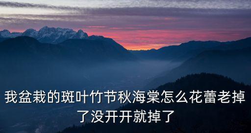 斑葉竹節(jié)秋海棠，我盆栽的斑葉竹節(jié)秋海棠怎么花蕾老掉了沒開開就掉了