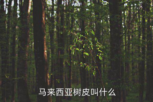馬來西亞東革阿里,馬來西亞:樹皮名東革阿里功效卓著