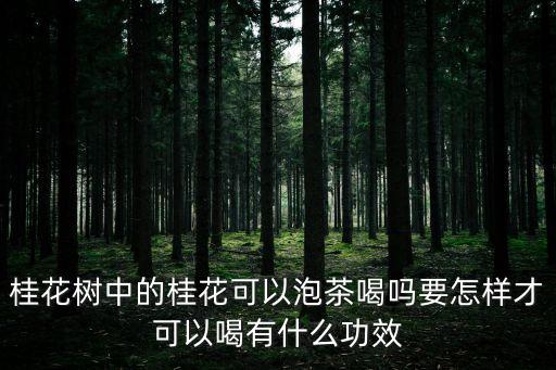 桂花樹中的桂花可以泡茶喝嗎要怎樣才可以喝有什么功效