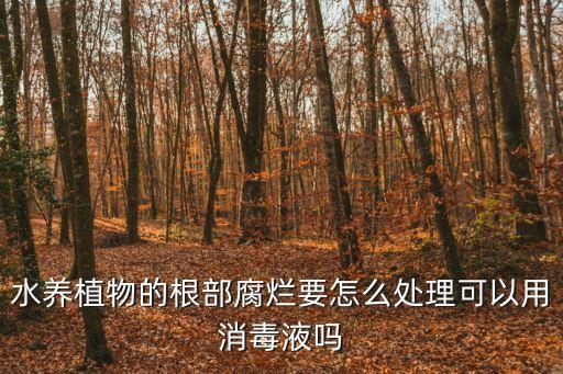 水養植物的根部腐爛要怎么處理可以用消毒液嗎