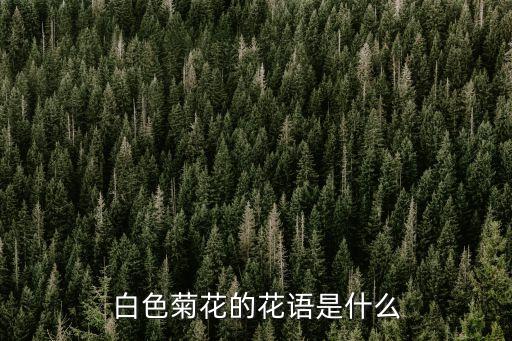 白菊花的花語，白色菊花的花語是什么