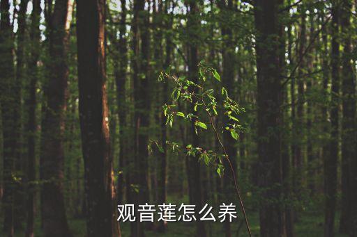 觀音蓮怎么養