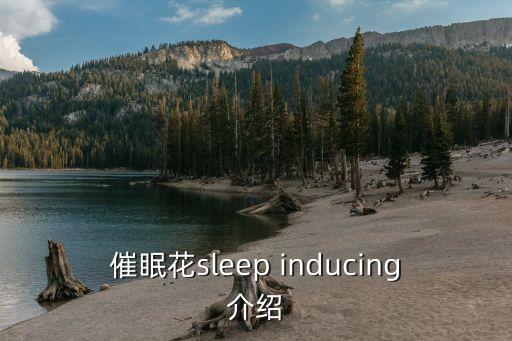 催眠花sleep inducing介紹