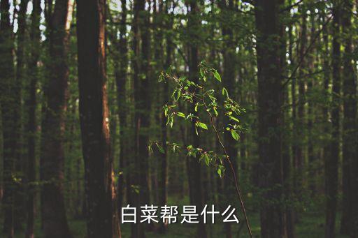 白菜幫是什么
